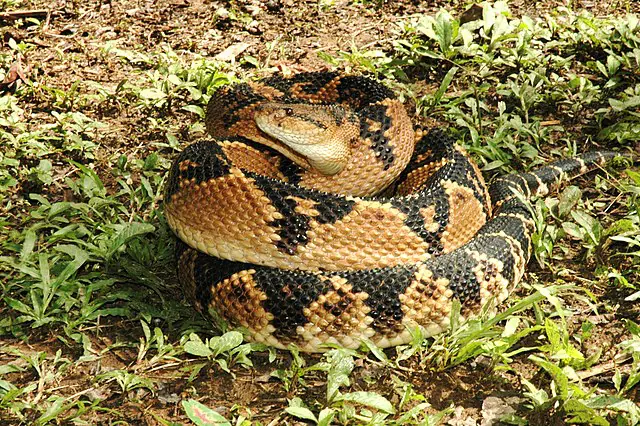 Lavrador picado por serpente venenosa gigante é salvo por