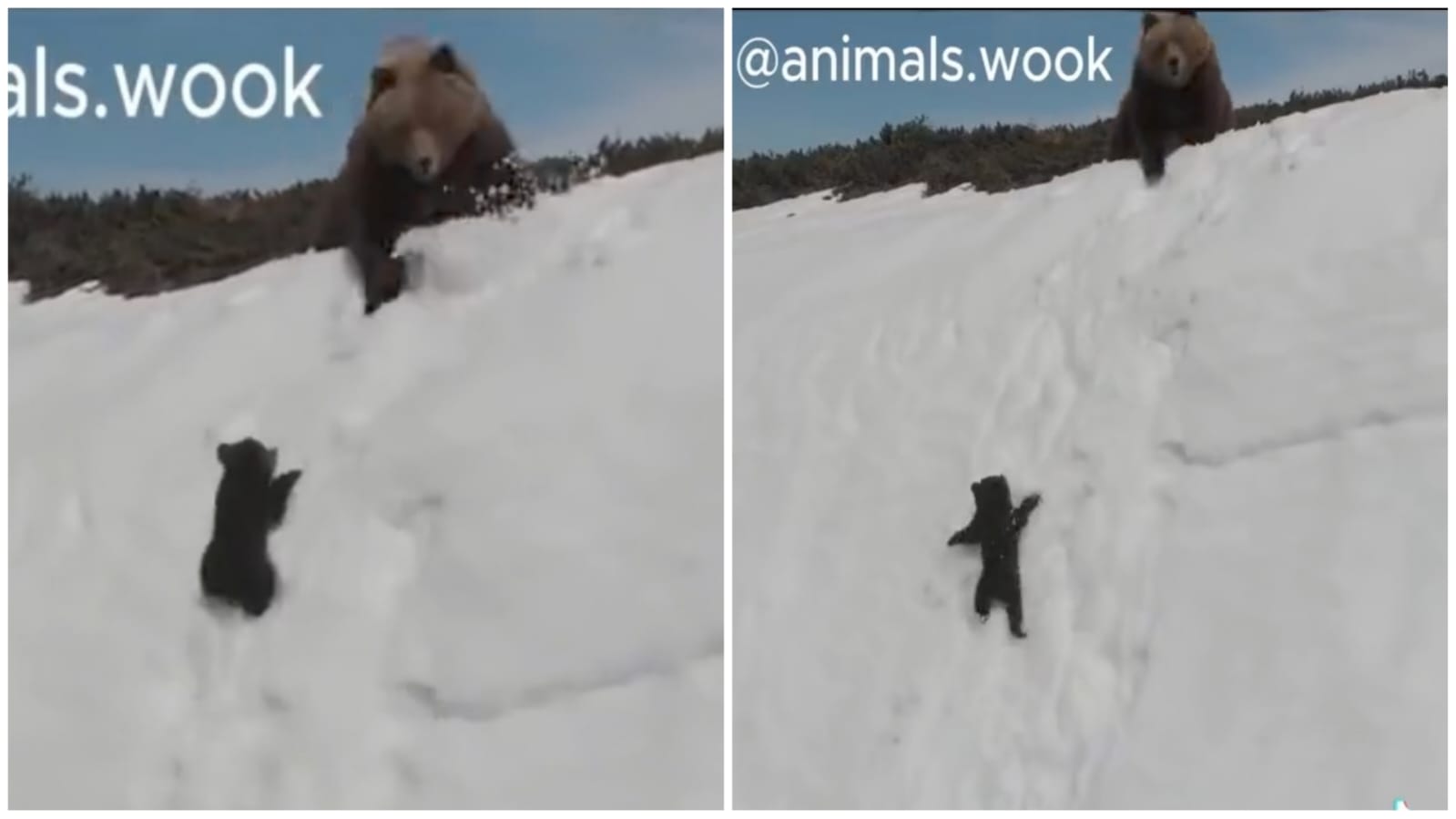 video-drone-assusta-ursa-filhote-cai-montanha-foto-reproducao