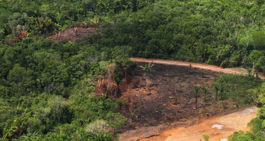 Área de desmatamento (COP28/BNDES)da floresta amazônica no Pará - Foto: Cristino Martins/Agência Pará