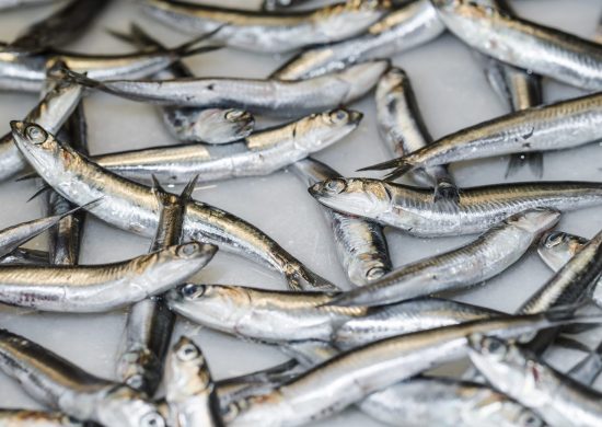 Centenas de toneladas de sardinhas mortas freepk