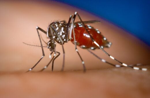 Dados são do Boletim da Dengue - Foto: Reprodução