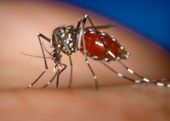 Dados são do Boletim da Dengue - Foto: Reprodução