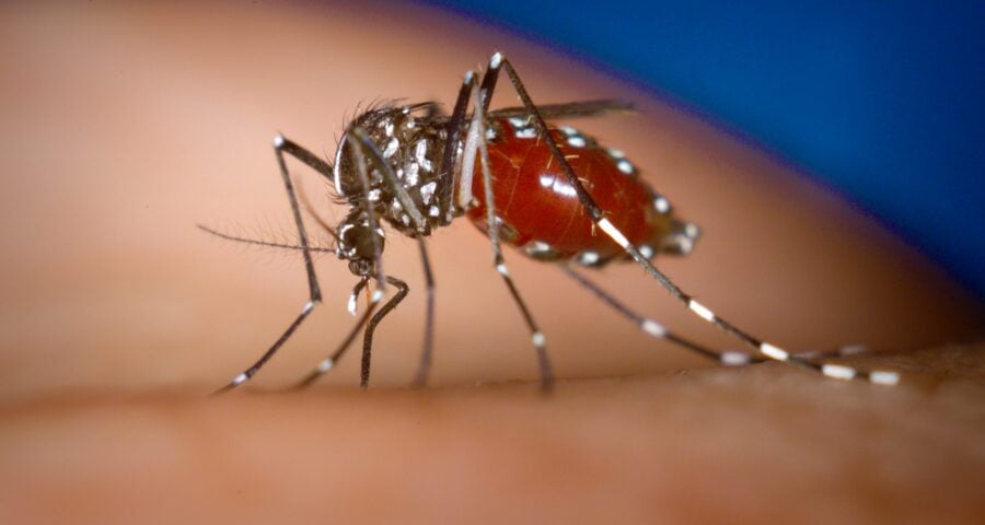 Dados são do Boletim da Dengue - Foto: Reprodução