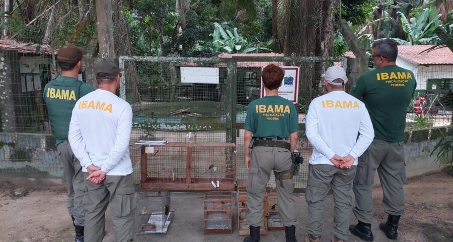 As aves foram apreendidas pelo Ibama durante fiscalização - Foto: Divulgação/Ibama