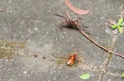 Vídeo do duelo da aranha e da vespa circula pelas redes sociais - Foto: Reprodução/WhatsApp