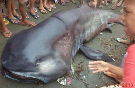 especie-tubarao-fundo-do-mar-praia-filipinas-foto-divulgacao