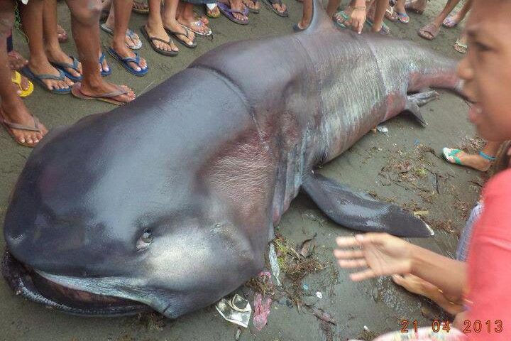 especie-tubarao-fundo-do-mar-praia-filipinas-foto-divulgacao