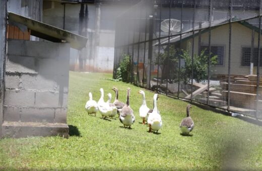 Gansos vigiam detentos em unidade prisional - Foto: Divulgação/SAP