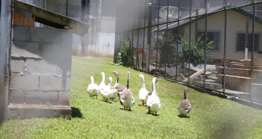 Gansos vigiam detentos em unidade prisional - Foto: Divulgação/SAP