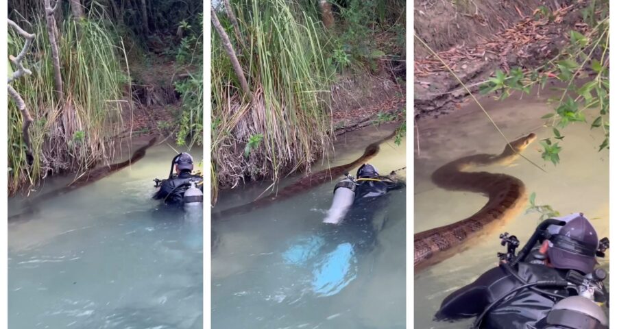 Sucuri é chamada de 'anaconda verde' pelo fotógrafo - Foto: Reprodução/Instagram @sdmdiving