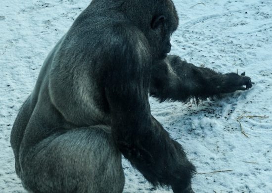 A equipe do zoológico ficou divertida e intrigada com o comportamento único do gorila