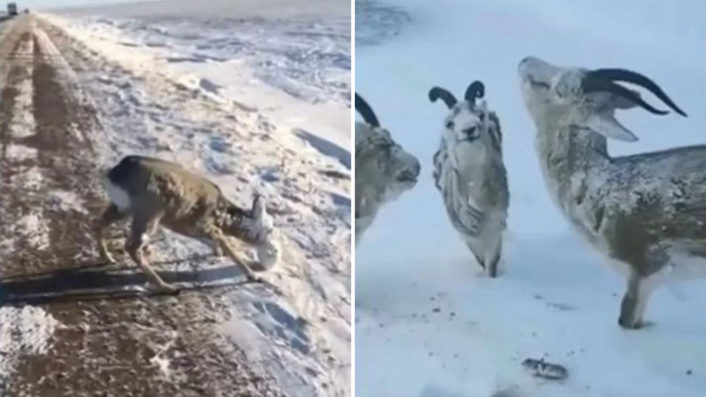 Durante esse período de frio extremo que moradores encontraram os animais congelados - Foto: Reprodução/X, antigo twitter/@HowThingsWork_