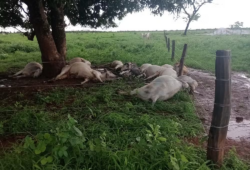 Cerca de 11 vacas morrem após serem atingidas por raio no TO