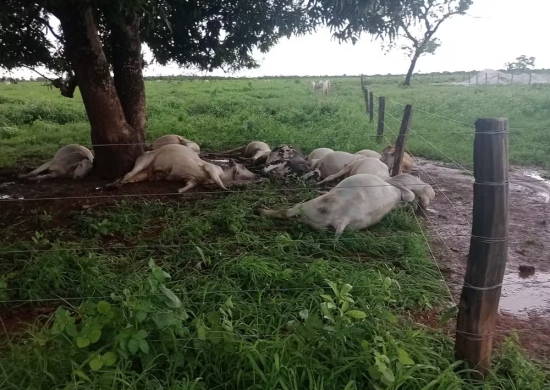 Cerca de 11 vacas morrem após serem atingidas por raio no TO