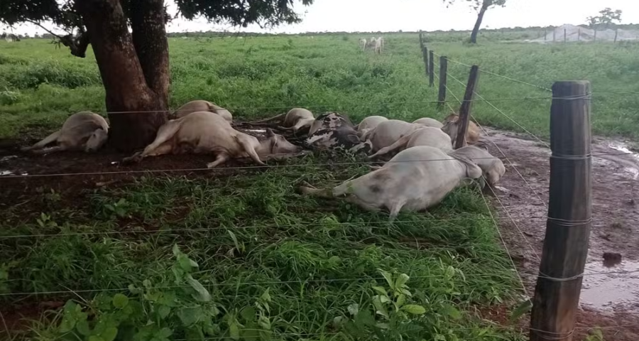 Cerca de 11 vacas morrem após serem atingidas por raio no TO