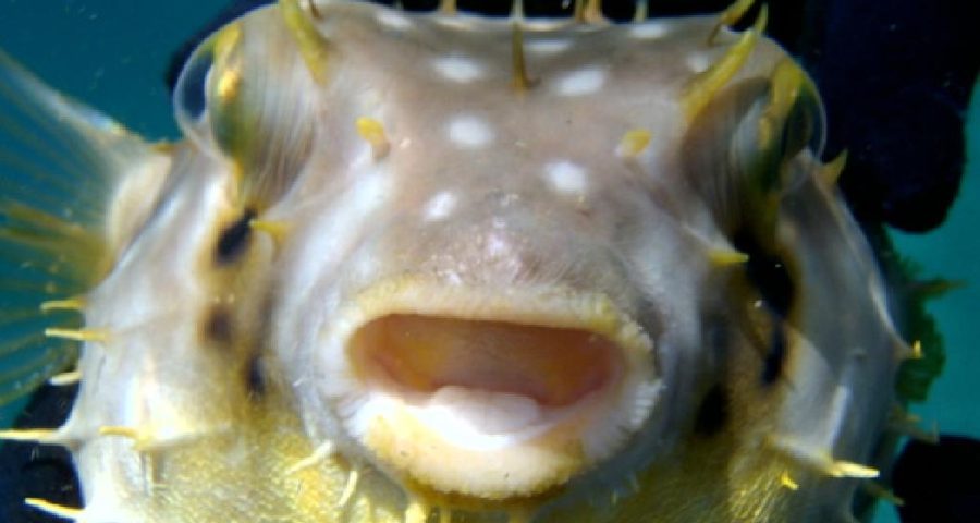 ES investiga caso de morte por contaminação de toxina em peixe baiacu