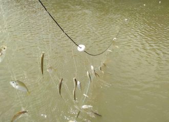 Na seca, peixes desenvolvem hormônios de estresse - Foto: Acervo/Cristhiana Röpke