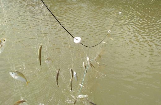 Na seca, peixes desenvolvem hormônios de estresse - Foto: Acervo/Cristhiana Röpke