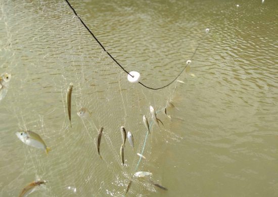 Na seca, peixes desenvolvem hormônios de estresse - Foto: Acervo/Cristhiana Röpke
