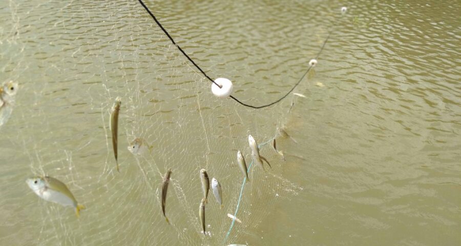 Na seca, peixes desenvolvem hormônios de estresse - Foto: Acervo/Cristhiana Röpke