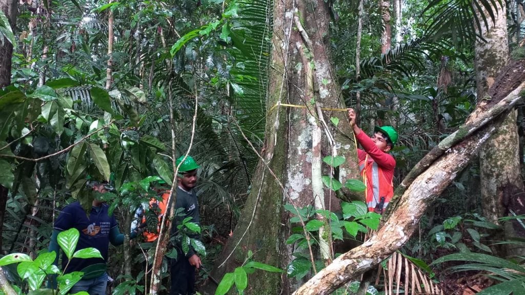 A área tem potencial para a extração de até 300 m³ de madeira por ano - Foto: Divulgação/Idam