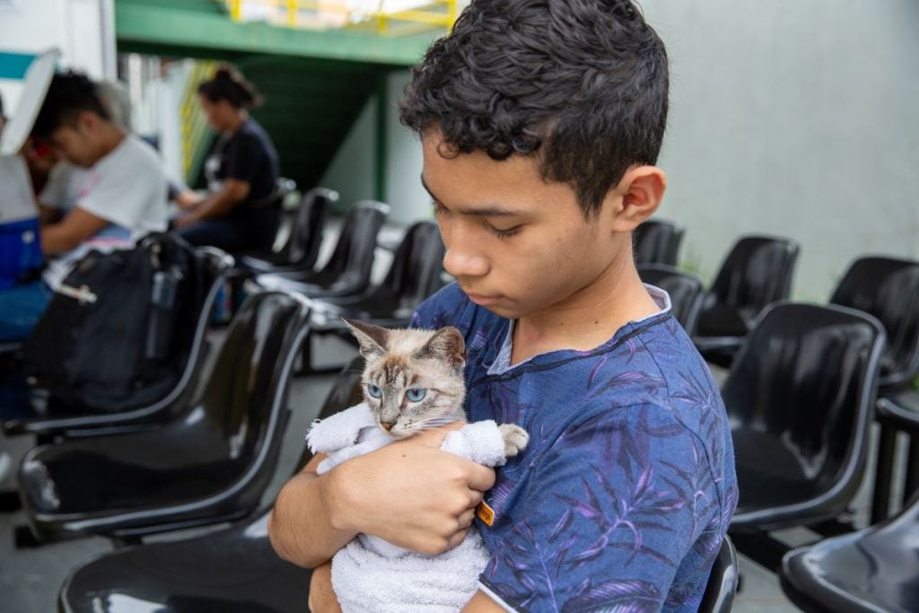 Castração é para gatos, com mais de 5 meses - Foto: Divulgação/Semsa