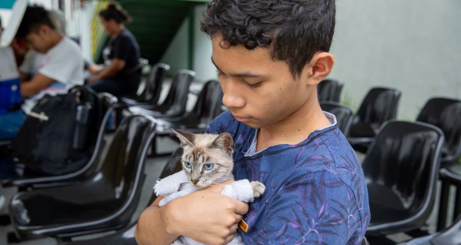 Castração é para gatos, com mais de 5 meses - Foto: Divulgação/Semsa