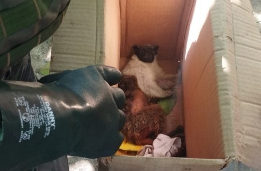 Macaco foi resgatado e levado para centro especializado - Foto: Divulgação/PMAM