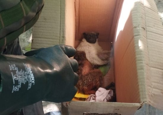 Macaco foi resgatado e levado para centro especializado - Foto: Divulgação/PMAM