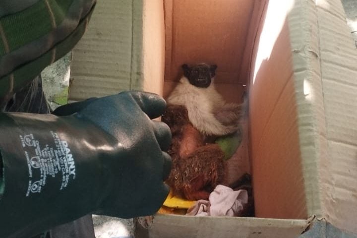 Macaco foi resgatado e levado para centro especializado - Foto: Divulgação/PMAM