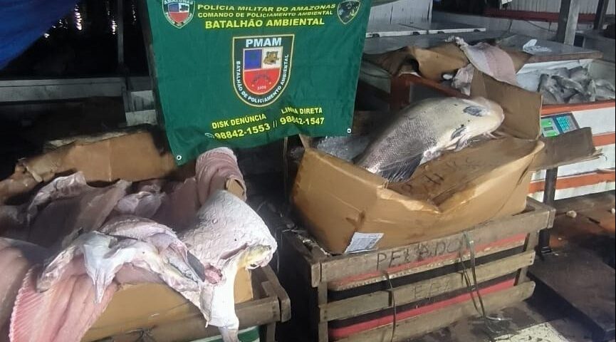 Quase 1,3 ton de pescado ilegal é apreendido na Panair em Manaus