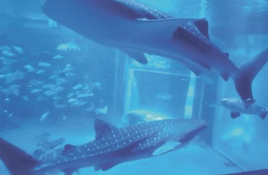 Terremoto no Japão mata dois tubarões-baleia