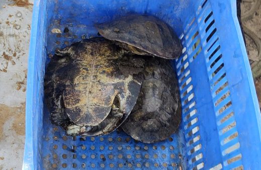 Operação no Rio Araguaia apreende 26kg de pescados, tartarugas e 450m de rede