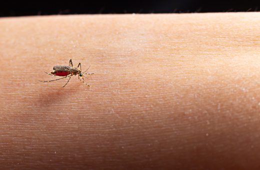 Casos de dengue aumenta em Minas Gerais - Foto: Reprodução/ FreePik