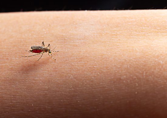 Casos de dengue aumenta em Minas Gerais - Foto: Reprodução/ FreePik