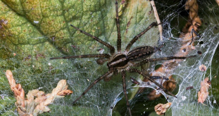 Britânico alega que aranha colocou ovos em picada no dedão.