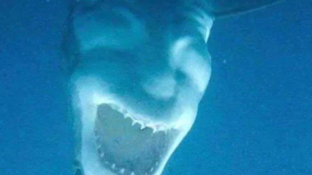Foto do tubarão-branco viralizou nas redes sociais