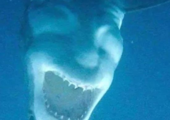Foto do tubarão-branco viralizou nas redes sociais