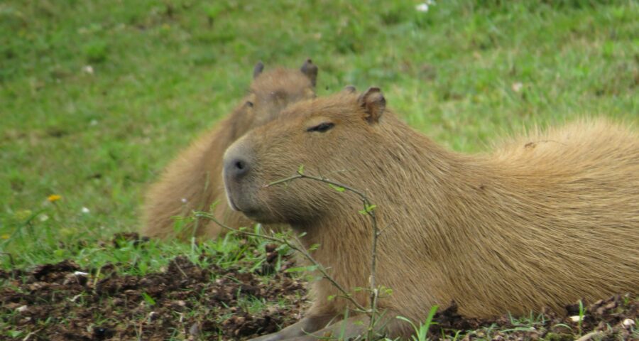 Capivara é filmada se alimentando em Florianópolis