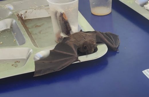 morcego-cai-em-prato-no-restaurante-universitario-na-bahia-veja-FOTO-REPRODUCAO-X