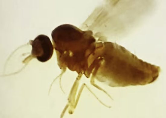 Picada de mosquito transmite a doença