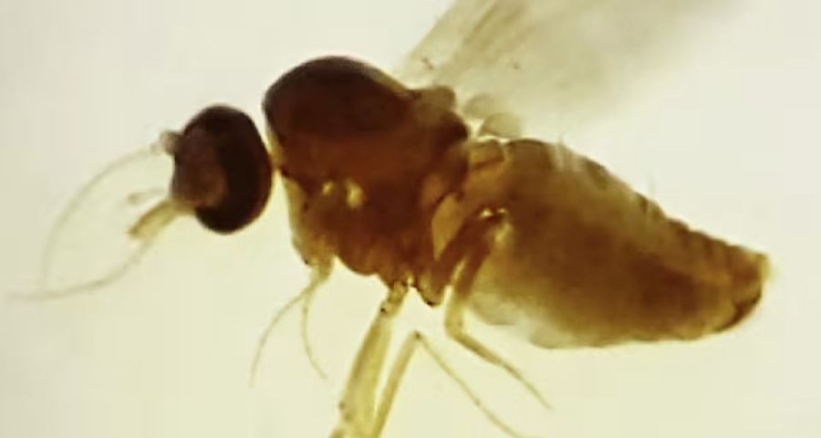 Picada de mosquito transmite a doença