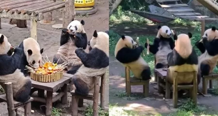 Pandas foram fotografados comendo na mesa