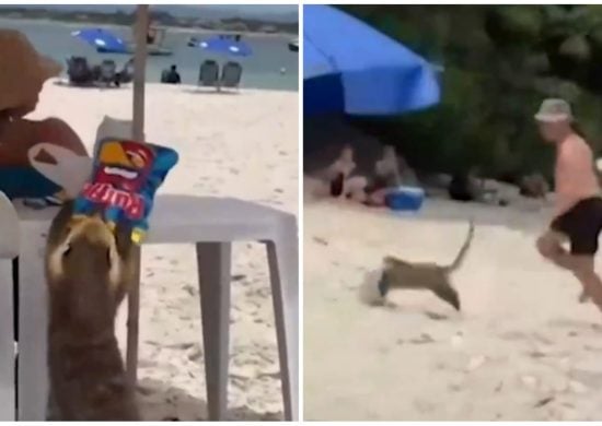 video-quati-foge-de-banhistas-apos-roubar-comida-em-praia-foto-reproducao-redes-sociais