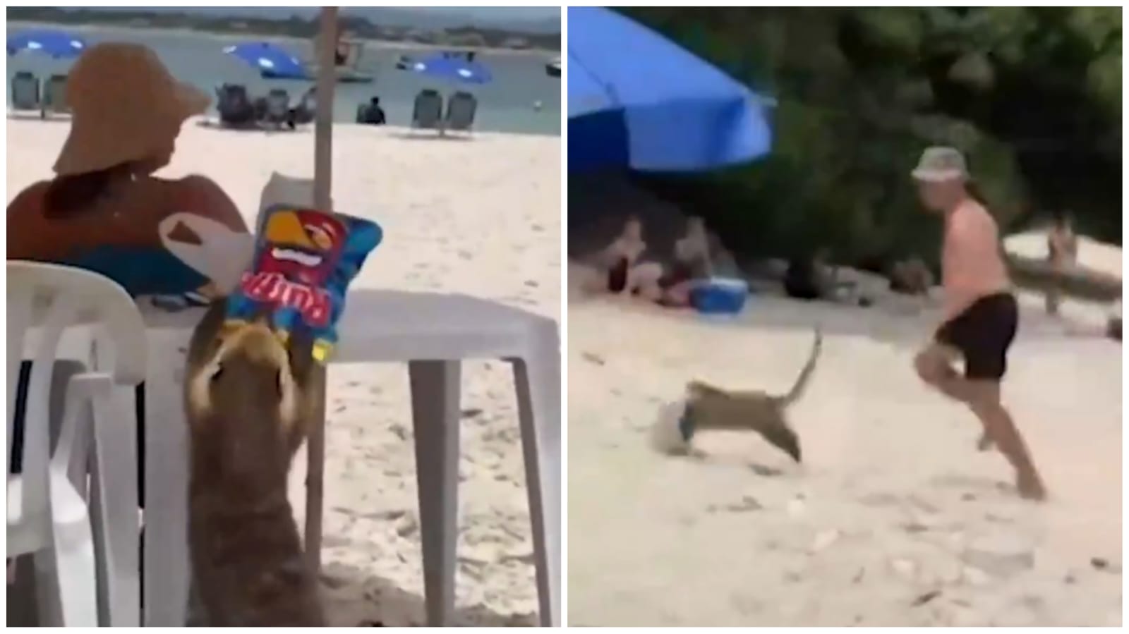 video-quati-foge-de-banhistas-apos-roubar-comida-em-praia-foto-reproducao-redes-sociais