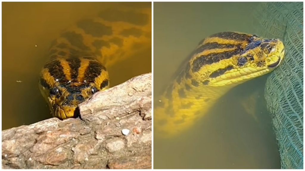 Sucuri é chamada e 'joaninha' pelo pescador - Foto: Reprodução/Instagram/@guilhermepantanal