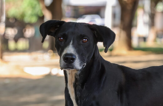 Palmas abre edital para castração de pets em parceria com clínicas veterinárias