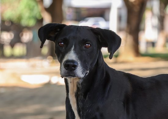 Palmas abre edital para castração de pets em parceria com clínicas veterinárias