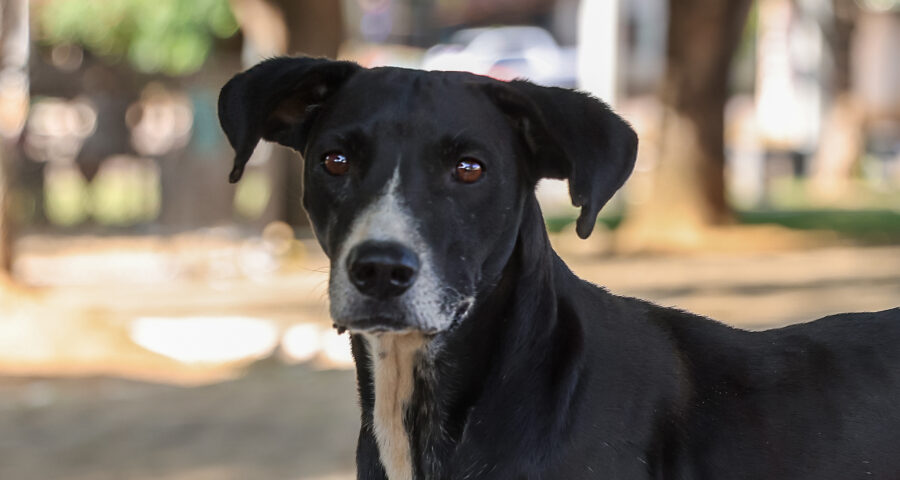 Palmas abre edital para castração de pets em parceria com clínicas veterinárias