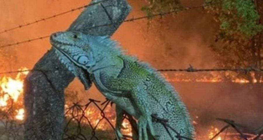 Animais mortos em queimadas Roraima